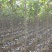 白杨树苗白杨树杨树苗107速生杨树苗植树造林白