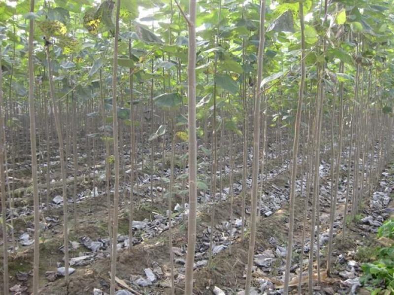 白杨树苗白杨树杨树苗107速生杨树苗植树造林白