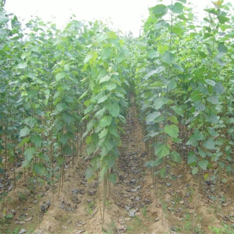 白杨树苗白杨树杨树苗107速生杨树苗植树造林白