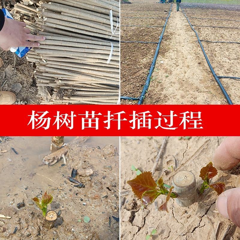 白杨树苗白杨树杨树苗107速生杨树苗植树造林白