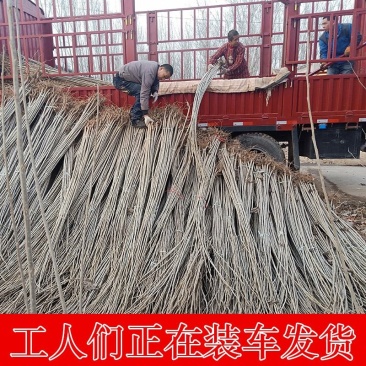 白杨树苗白杨树杨树苗107速生杨树苗植树造林白