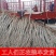 白杨树苗白杨树杨树苗107速生杨树苗植树造林白