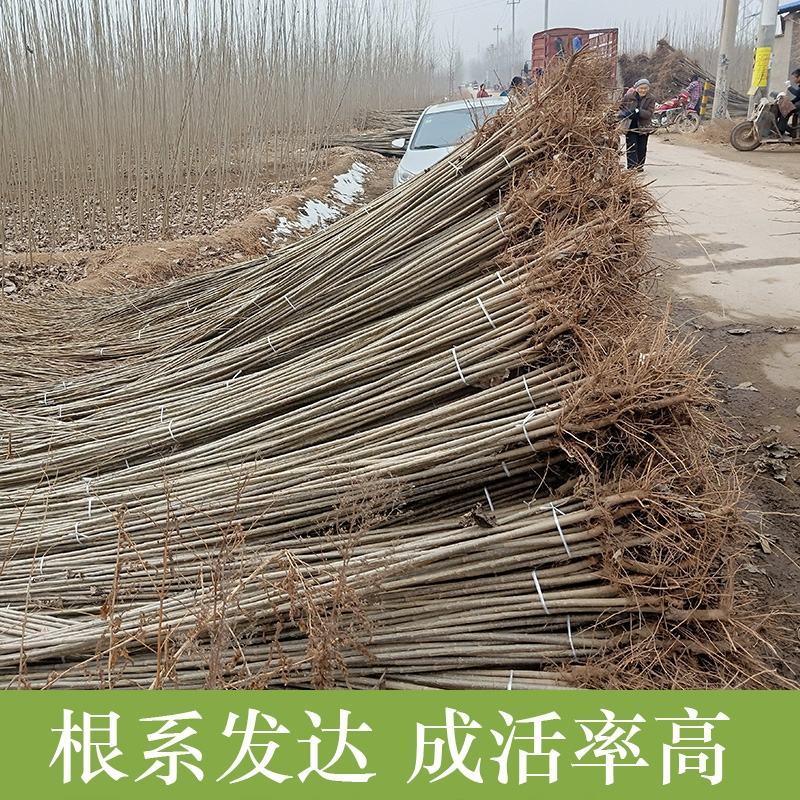 白杨树苗白杨树杨树苗107速生杨树苗植树造林白
