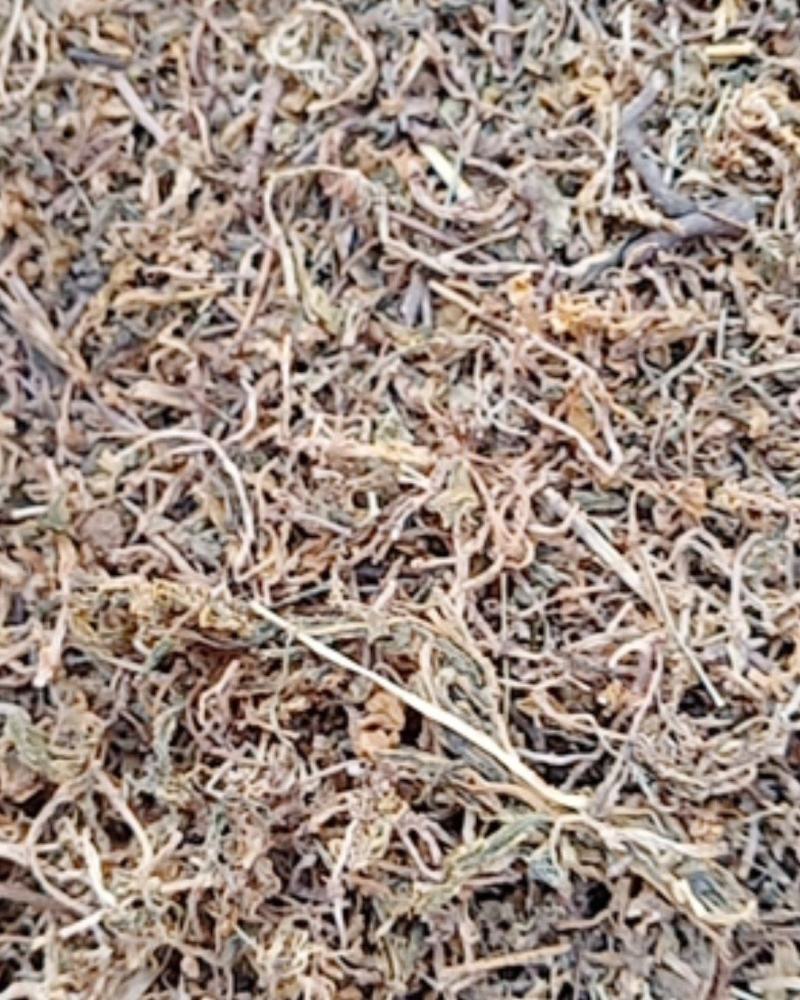 垂盆草，常年批发供应冷背中药材垂盆草