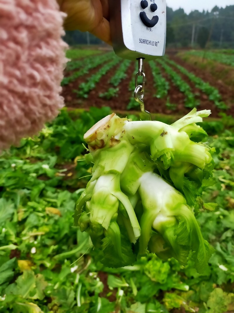 儿菜！！！好货长期有货了！！！