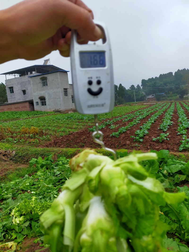 儿菜！！！好货长期有货了！！！