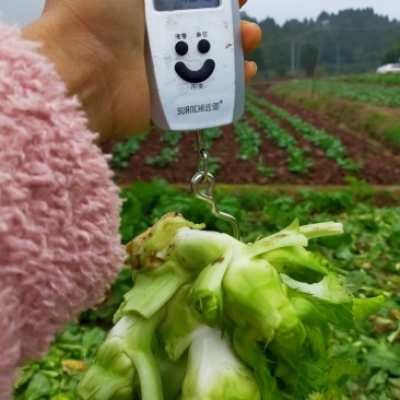 儿菜！！！好货长期有货了！！！