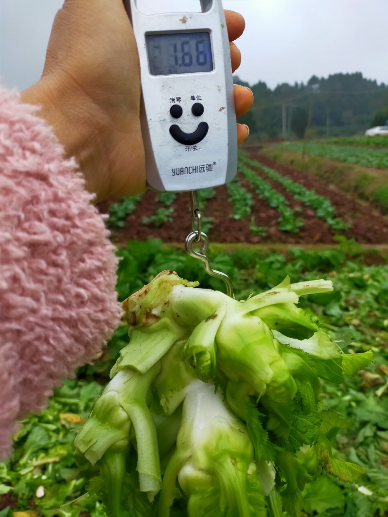 儿菜！！！好货长期有货了！！！