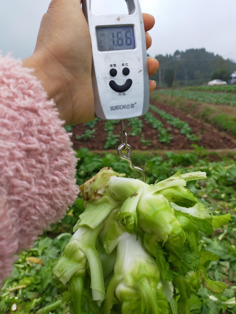 儿菜！！！好货长期有货了！！！