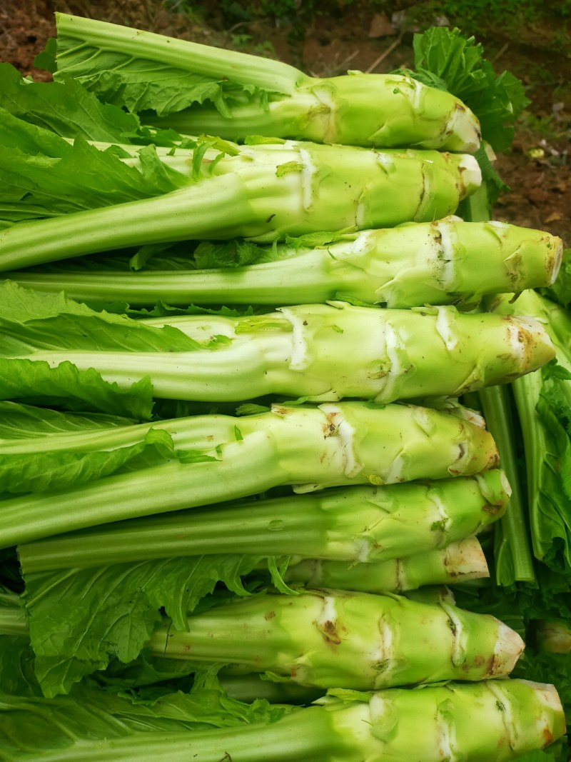 儿菜！！！好货长期有货了！！！