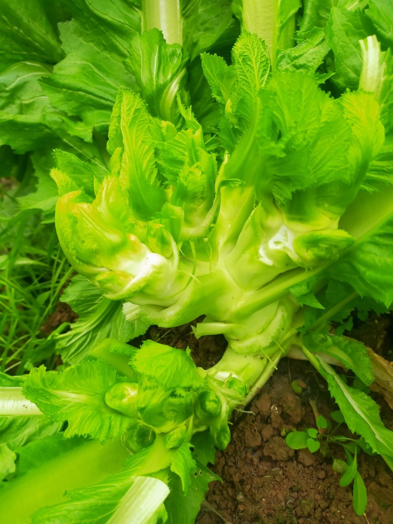 儿菜！！！好货长期有货了！！！