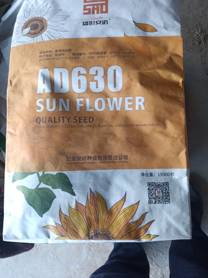 甘肃优质生葵花籽，精选色选，大颗粒欢迎咨询下单