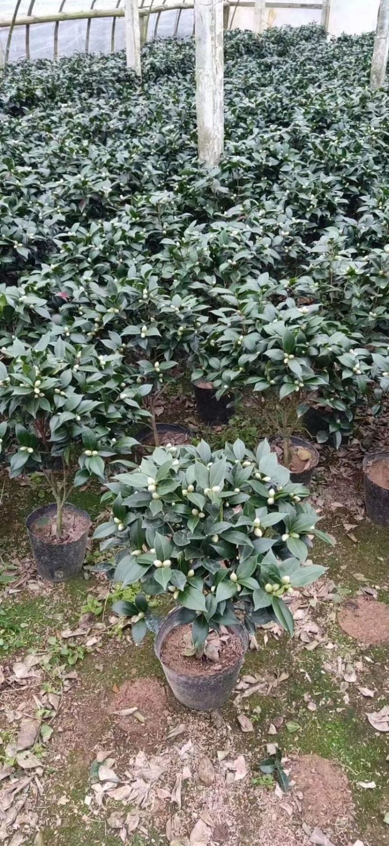 精品香妃茶花大红赤丹五色赤丹科瑞莫十八学士