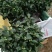 精品香妃茶花大红赤丹五色赤丹科瑞莫十八学士