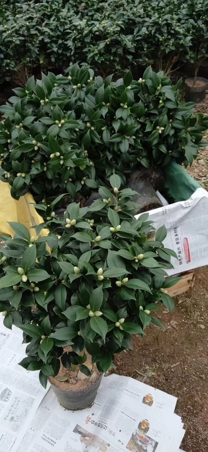 精品香妃茶花大红赤丹五色赤丹科瑞莫十八学士