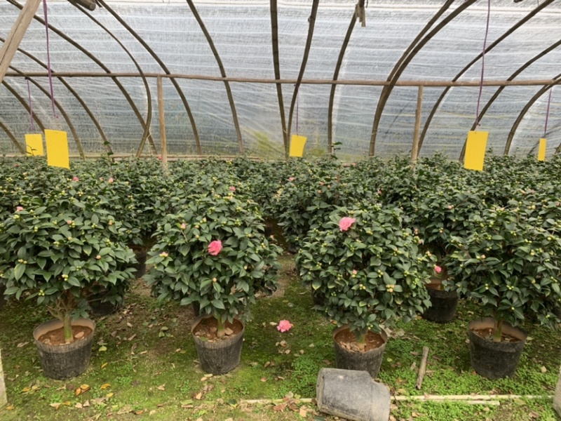 精品香妃茶花大红赤丹五色赤丹科瑞莫十八学士
