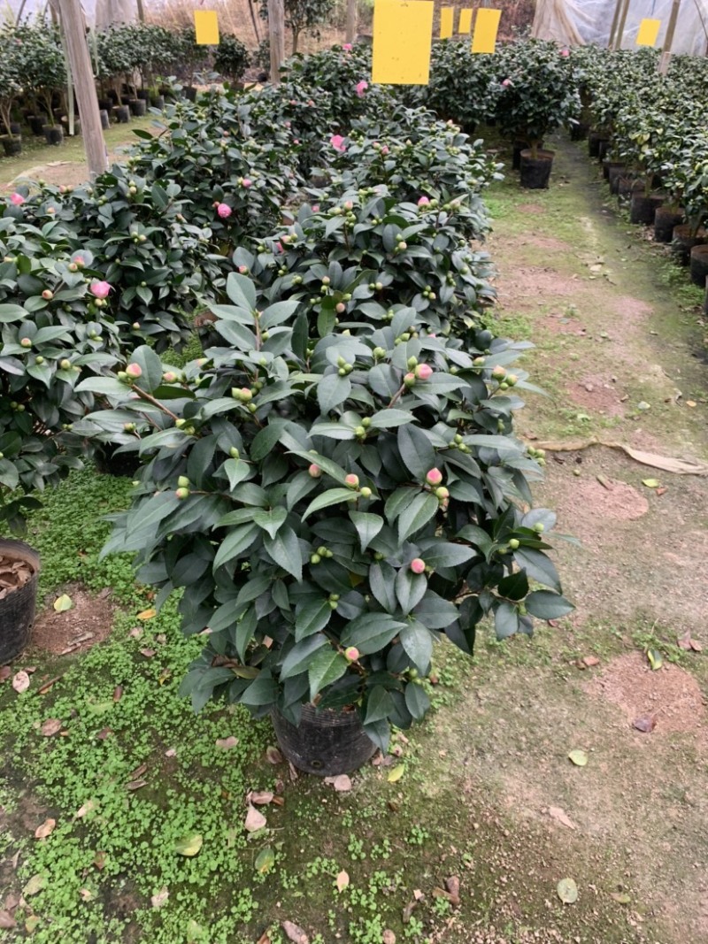 精品香妃茶花大红赤丹五色赤丹科瑞莫十八学士