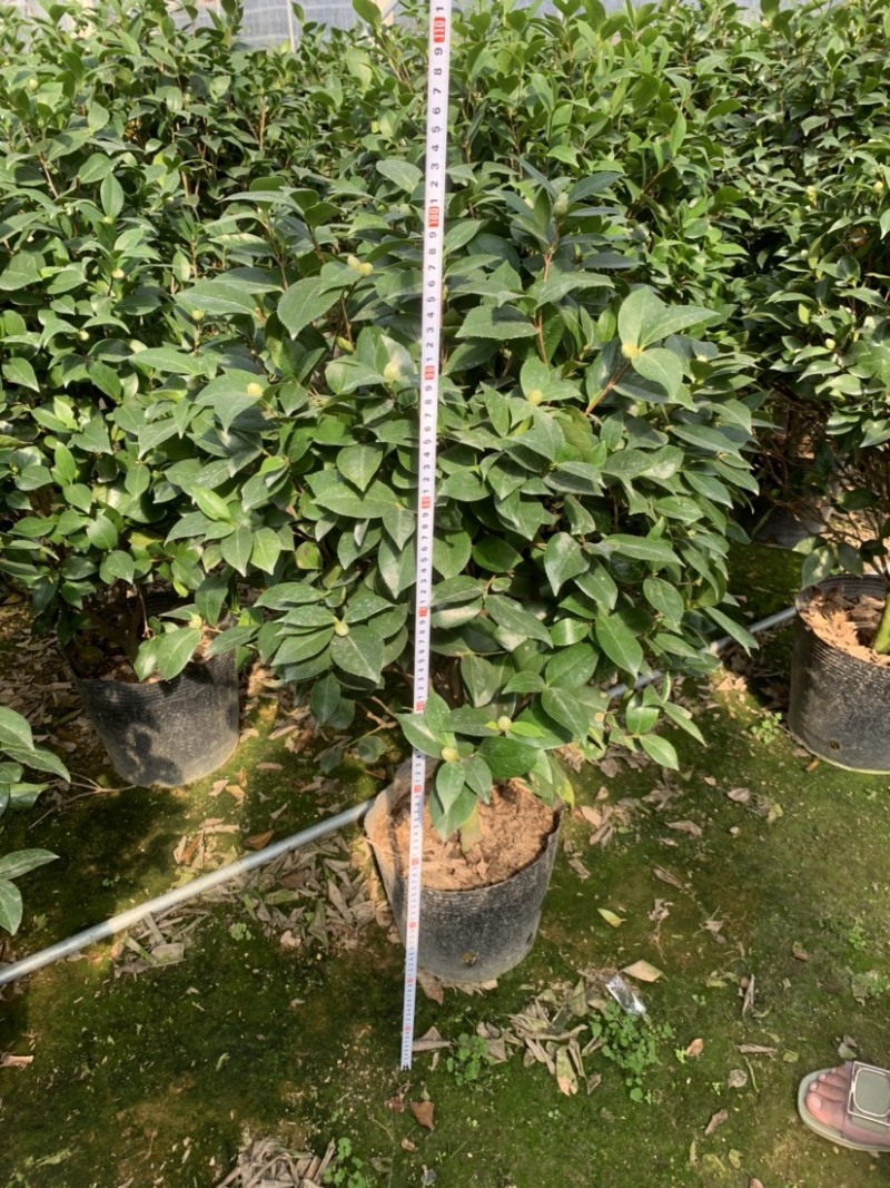 精品香妃茶花大红赤丹五色赤丹科瑞莫十八学士