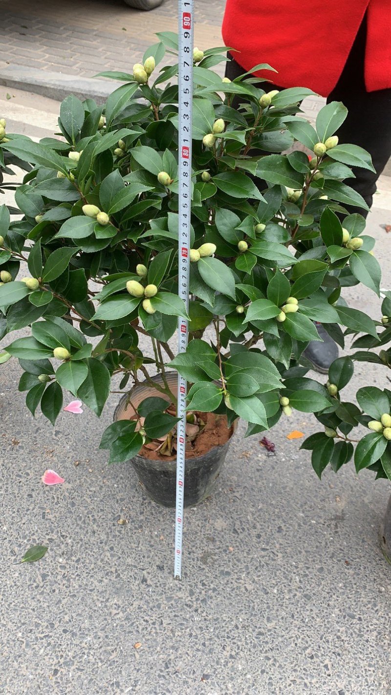 精品香妃茶花大红赤丹五色赤丹科瑞莫十八学士