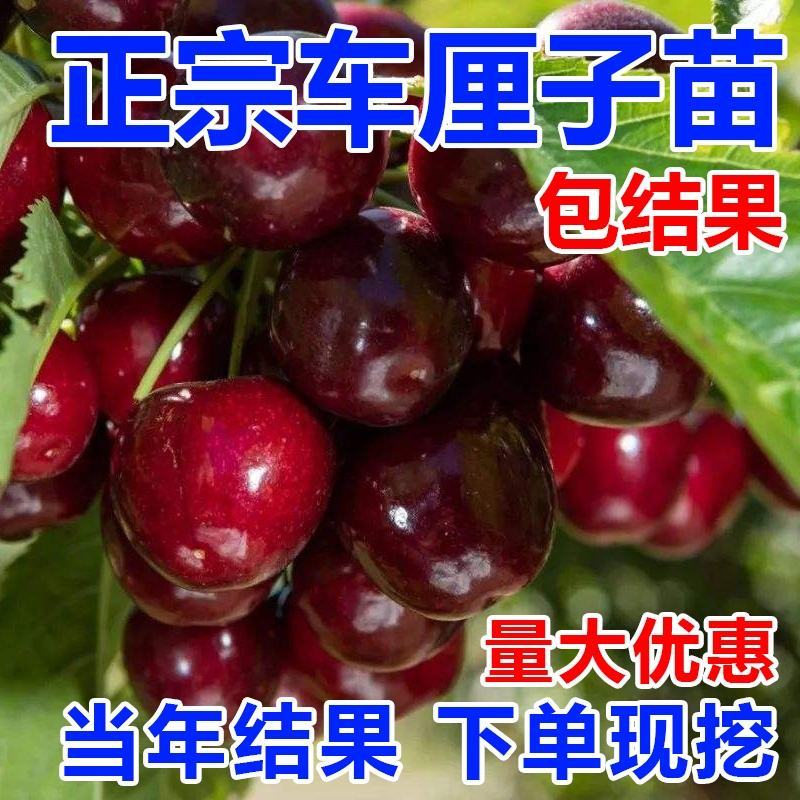 矮化车厘子樱桃苗辉煌1-5齐早美早俄罗斯8号吉塞拉根系