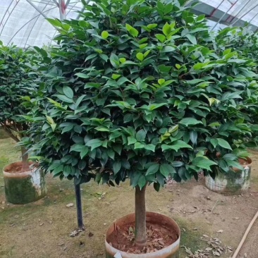精品香妃茶花大红赤丹五色赤丹科瑞莫十八学士