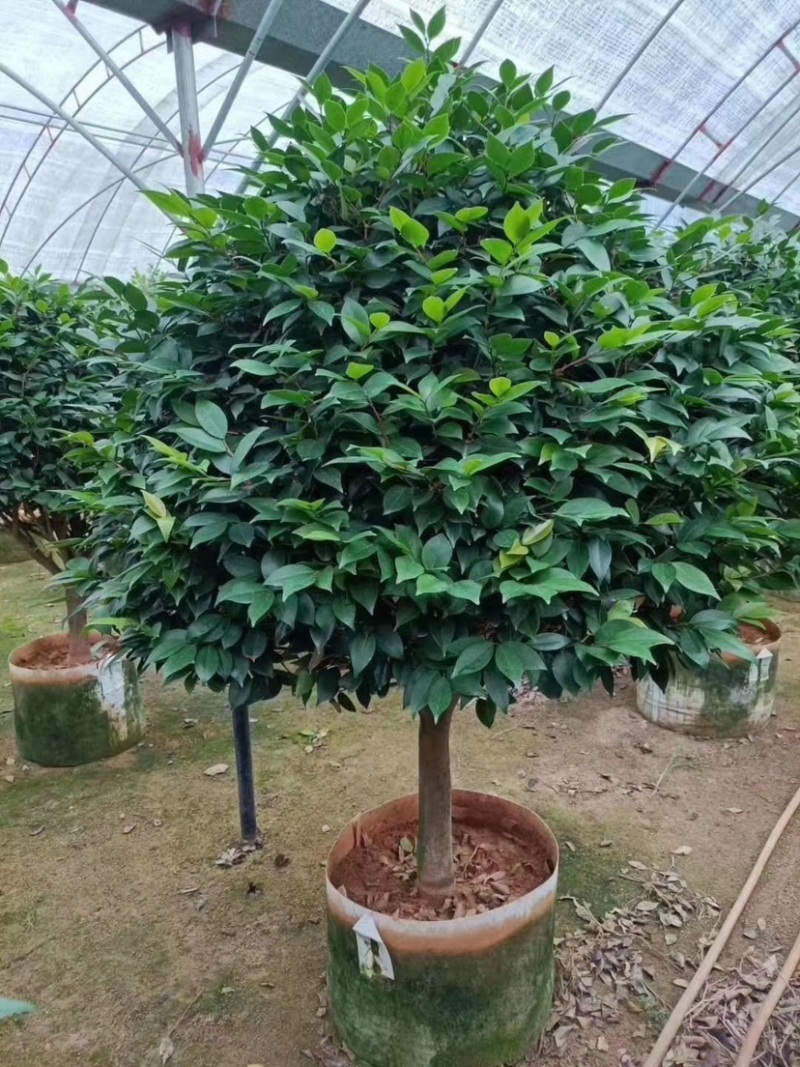 精品香妃茶花大红赤丹五色赤丹科瑞莫十八学士