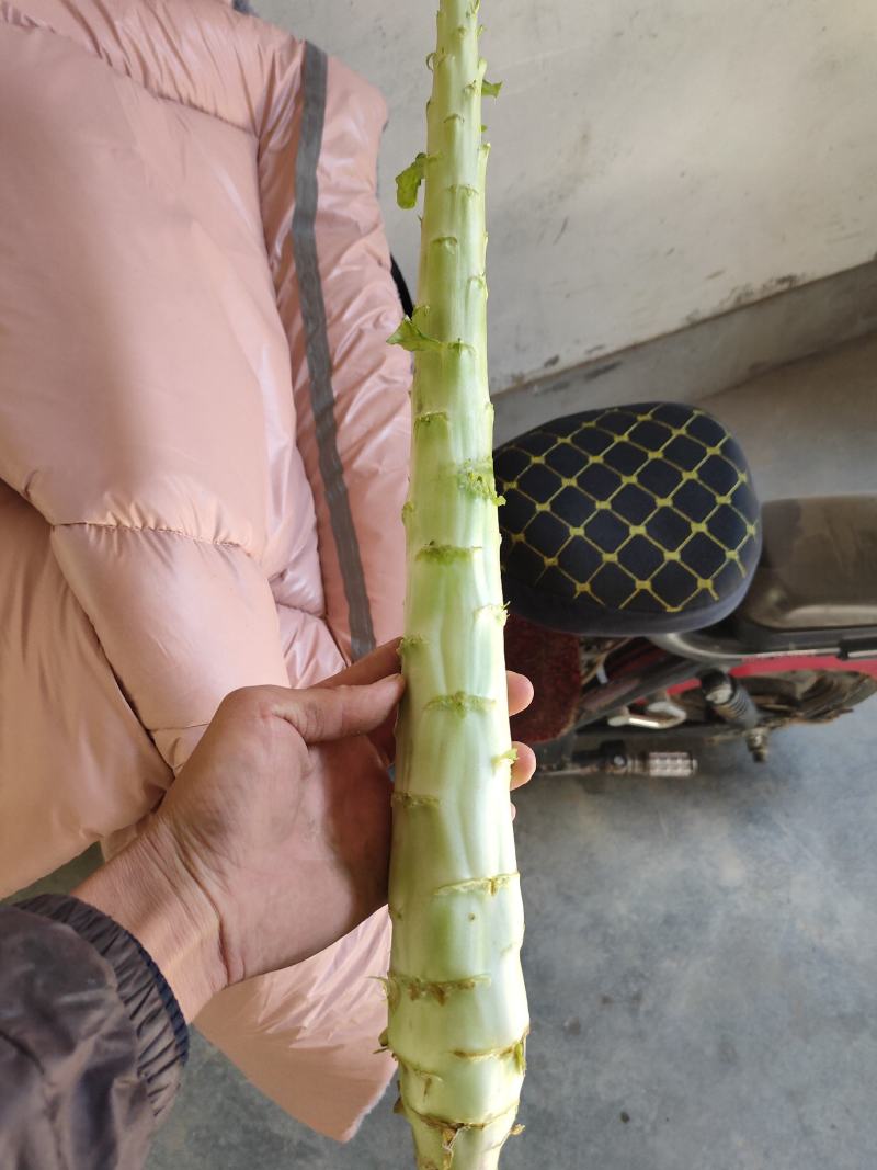三青杆子红尖叶莴笋杆子大量上市有需要的老板联系我专业杆子