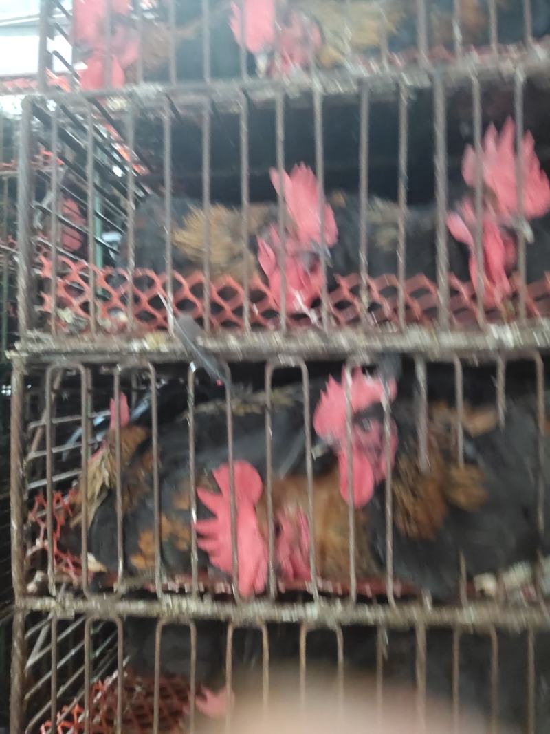 长期批发黑凤鸡，大量有货，量大优惠欢迎新老客户前来合作