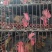 长期批发黑凤鸡，大量有货，量大优惠欢迎新老客户前来合作