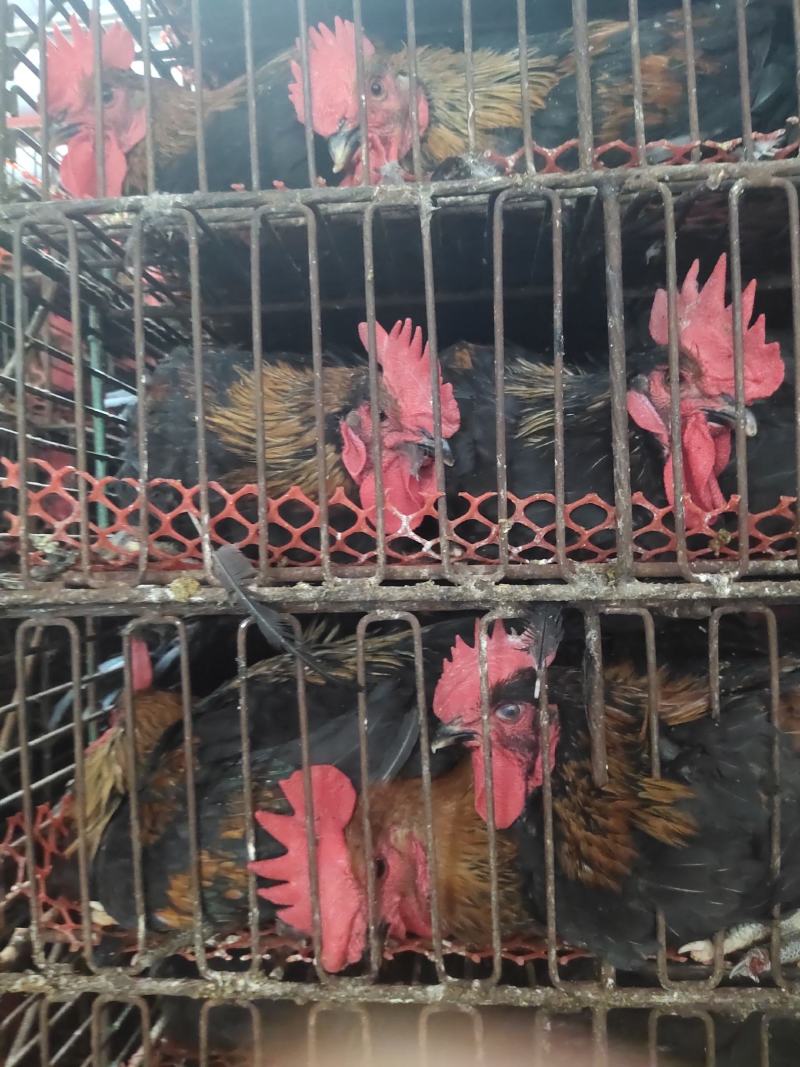 长期批发黑凤鸡，大量有货，量大优惠欢迎新老客户前来合作