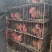 长期批发黑凤鸡，大量有货，量大优惠欢迎新老客户前来合作