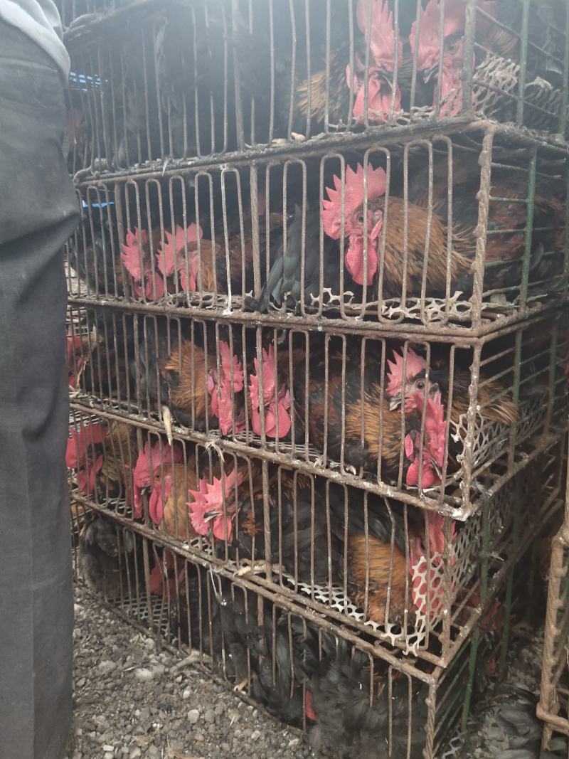 长期批发黑凤鸡，大量有货，量大优惠欢迎新老客户前来合作