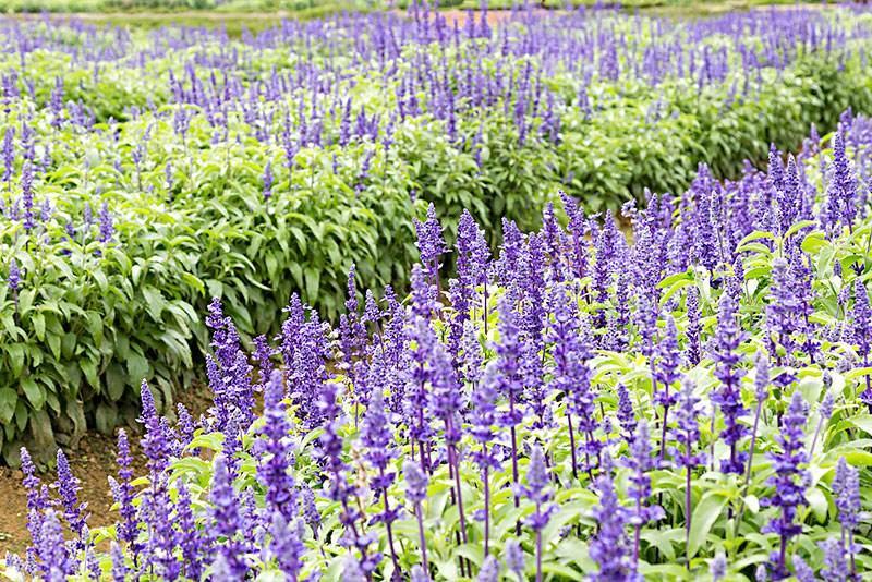 蓝花鼠尾草种子紫花红花四季播种多年生宿根耐寒花卉景观花