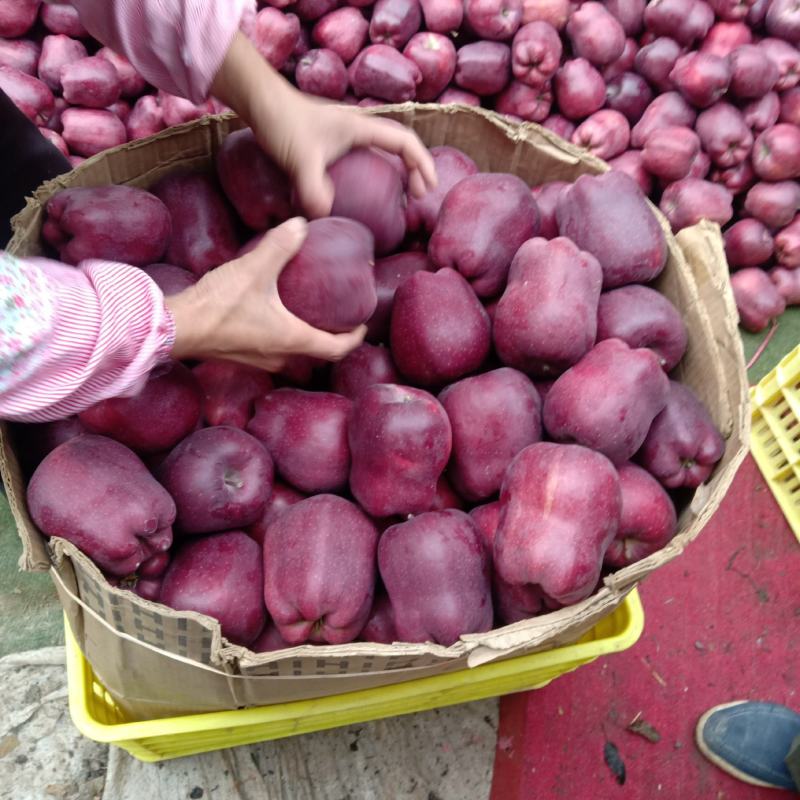 河北石家庄甘肃天水花牛袋装苹果箱装精品货源充足