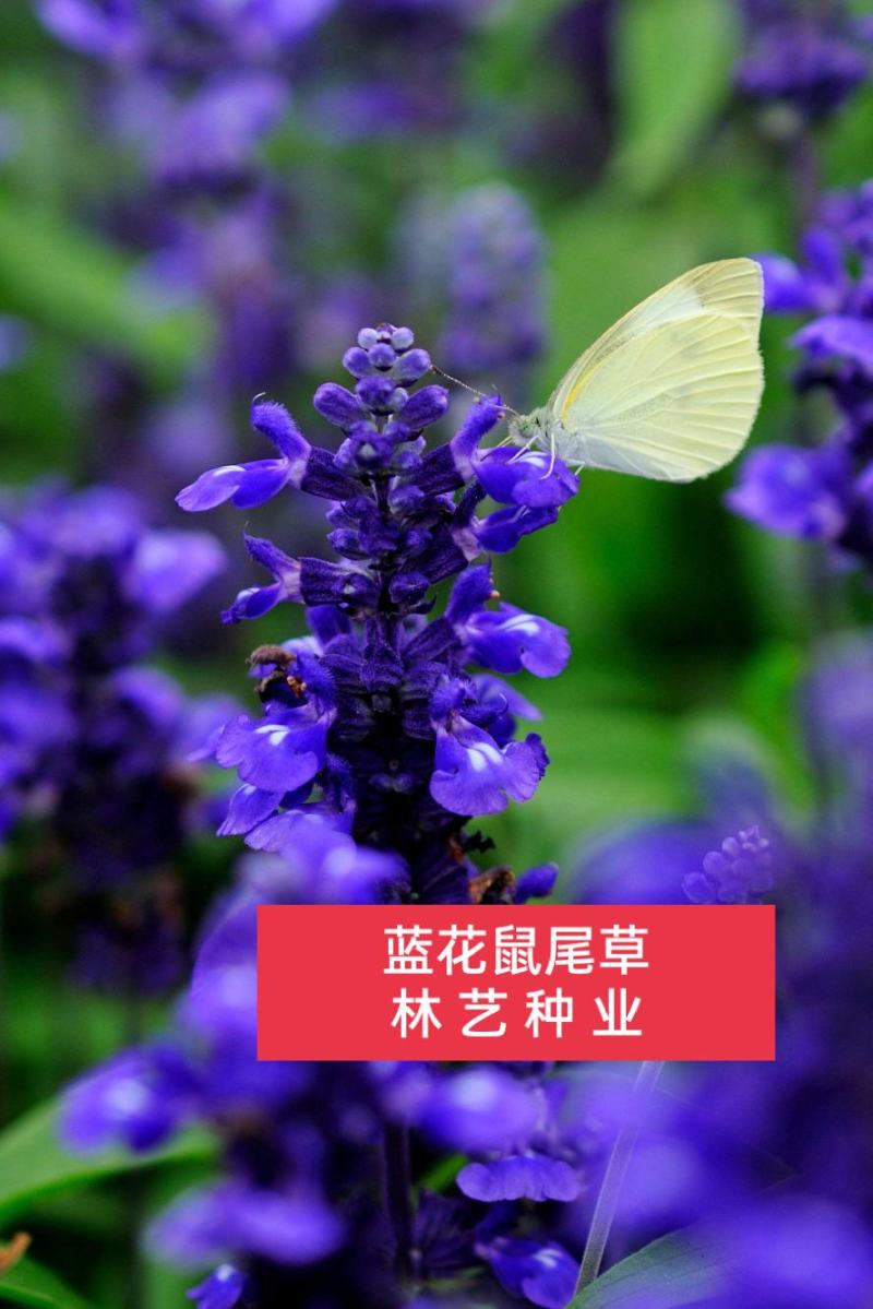 蓝花鼠尾草种子