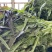 湖北当阳红叶莴笋大量上市基地直供可视频看货