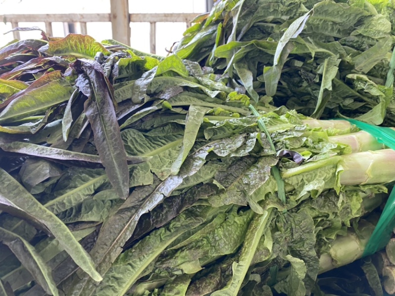 湖北当阳红叶莴笋大量上市基地直供可视频看货