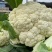 现货宜昌松花菜湖北当阳菜花散花菜2-3斤