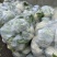 现货宜昌松花菜湖北当阳菜花散花菜2-3斤