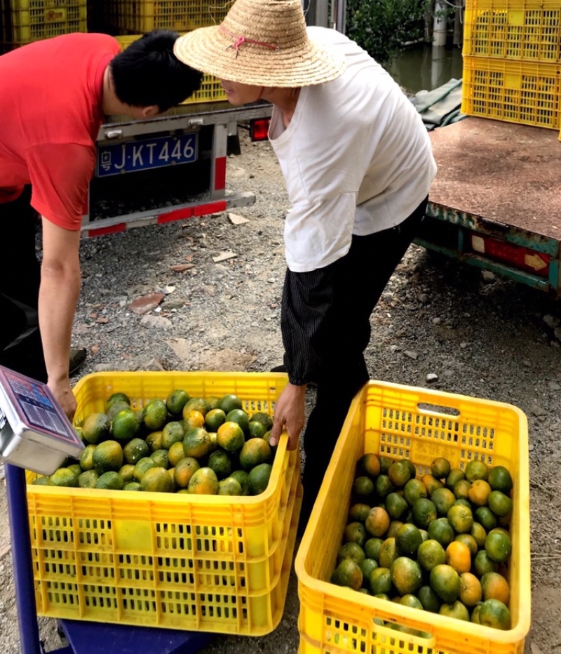 正宗新会陈皮柑核心区新会柑可视频选购可亲临采摘晒青皮陈皮