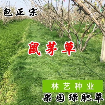 鼠茅草种子果园绿肥抑制杂草鼠茅草种子鼠毛草种籽