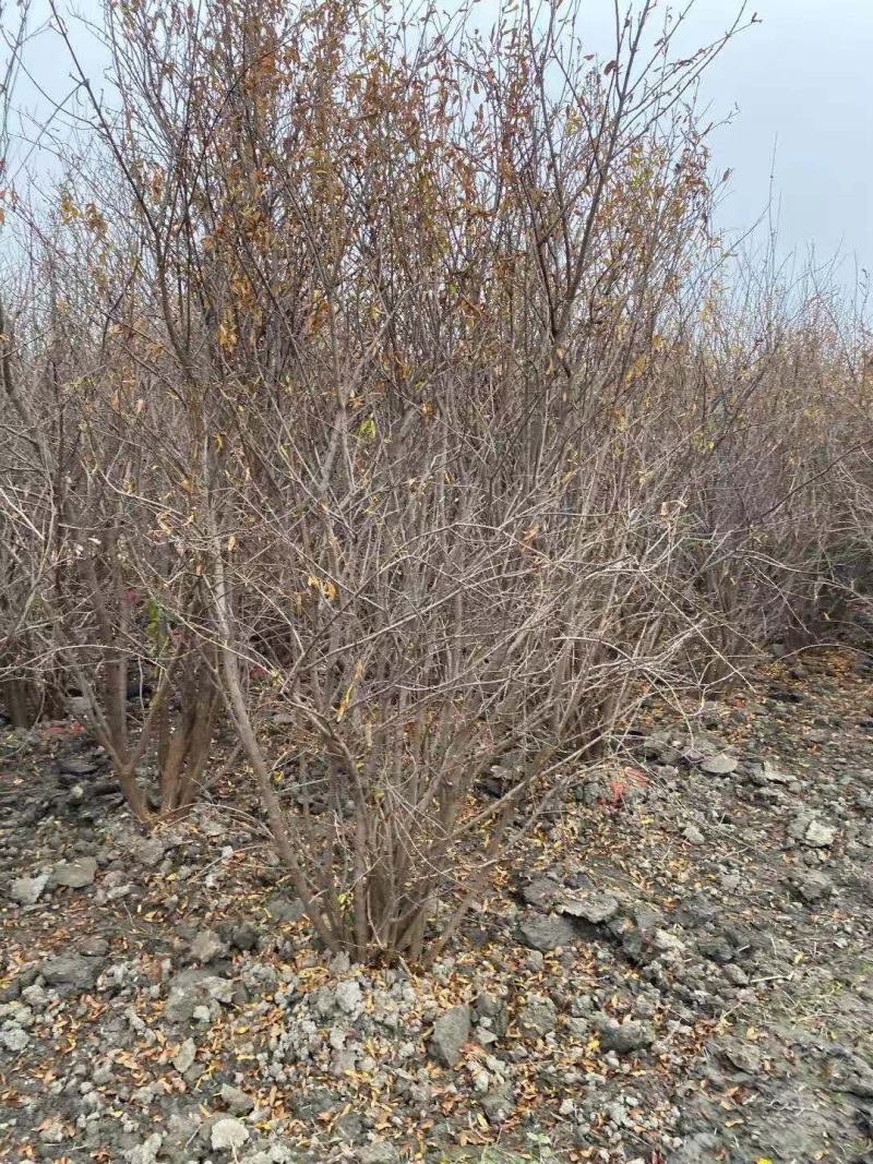 批发丛生果石榴2-3米高独杆果石榴基地直销一手货源