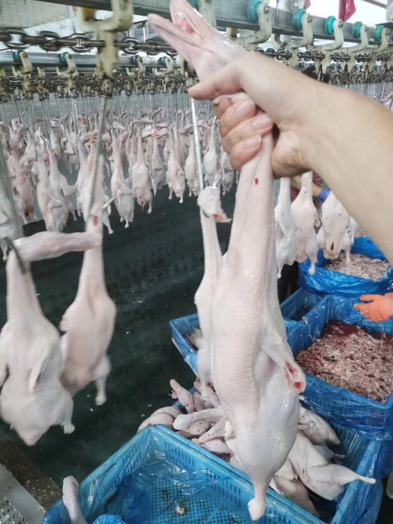 本公司沂蒙樱桃谷瘦肉型白条鸭