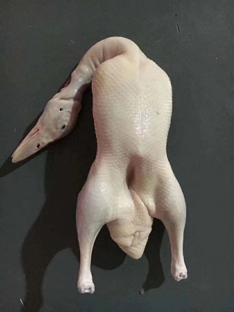 本公司沂蒙樱桃谷瘦肉型白条鸭