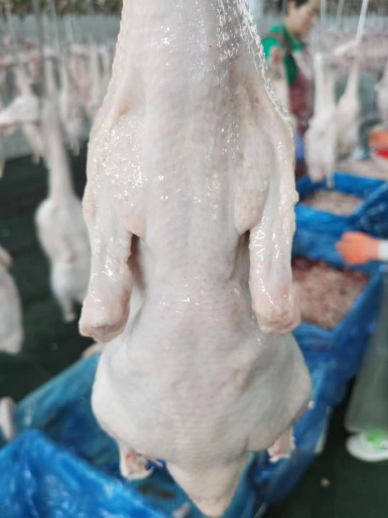 本公司沂蒙樱桃谷瘦肉型白条鸭