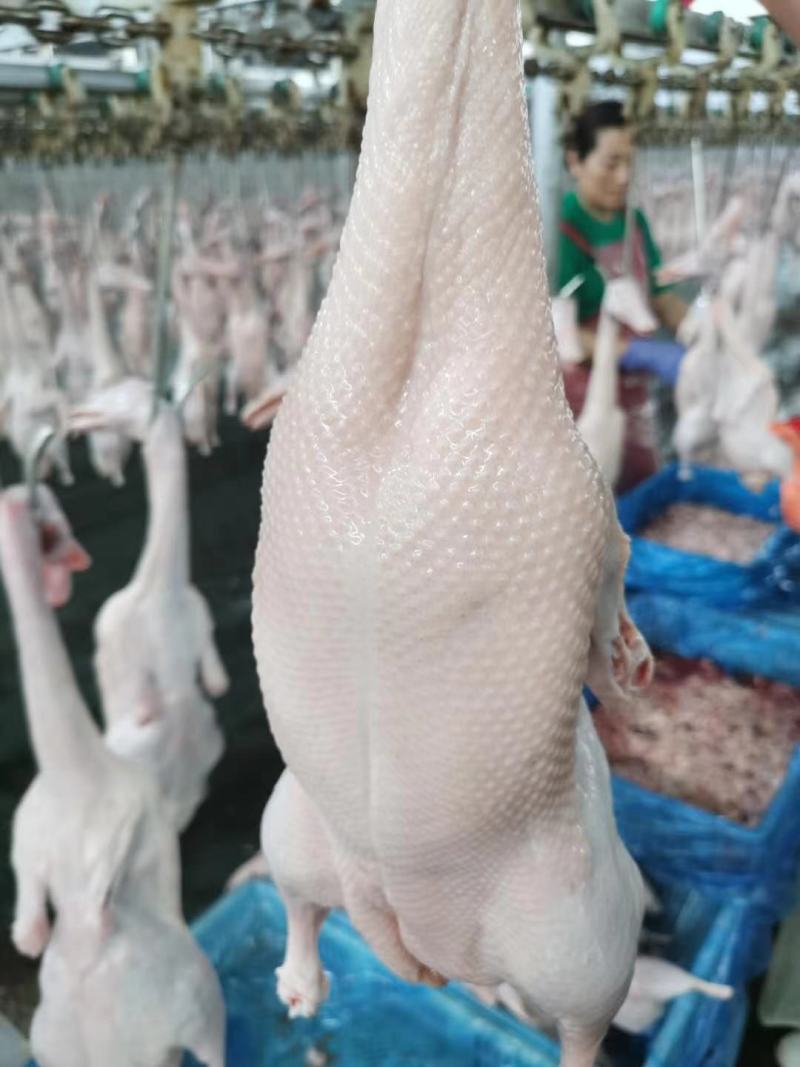本公司沂蒙樱桃谷瘦肉型白条鸭