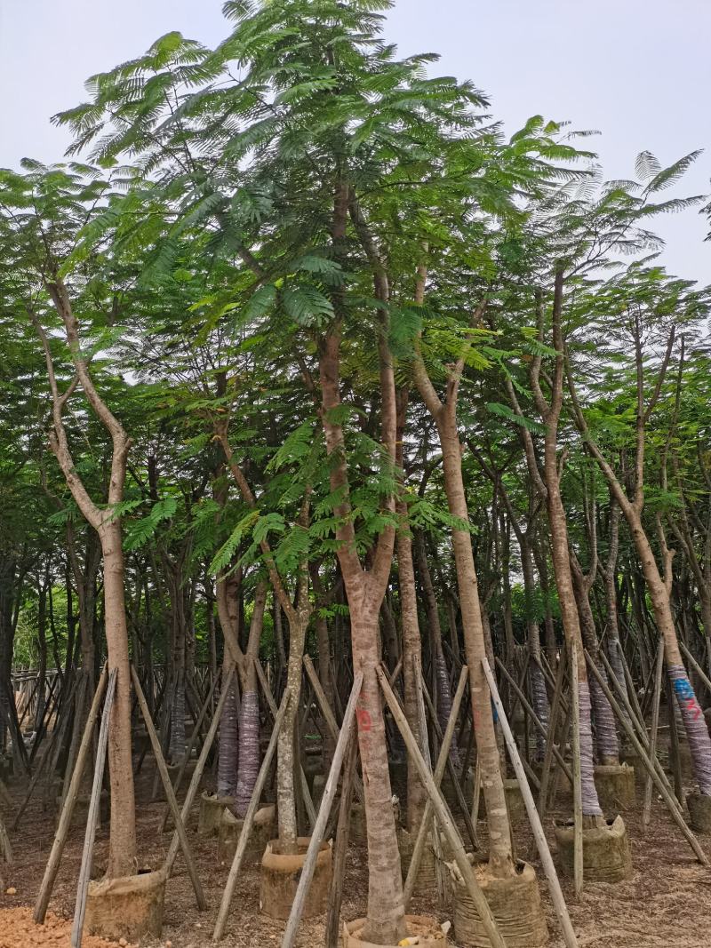 出售大量凤凰木小，中，大袋苗，5-30公分，需要老板联系
