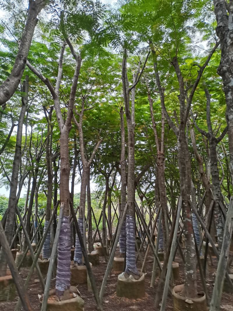 出售大量凤凰木小，中，大袋苗，5-30公分，需要老板联系
