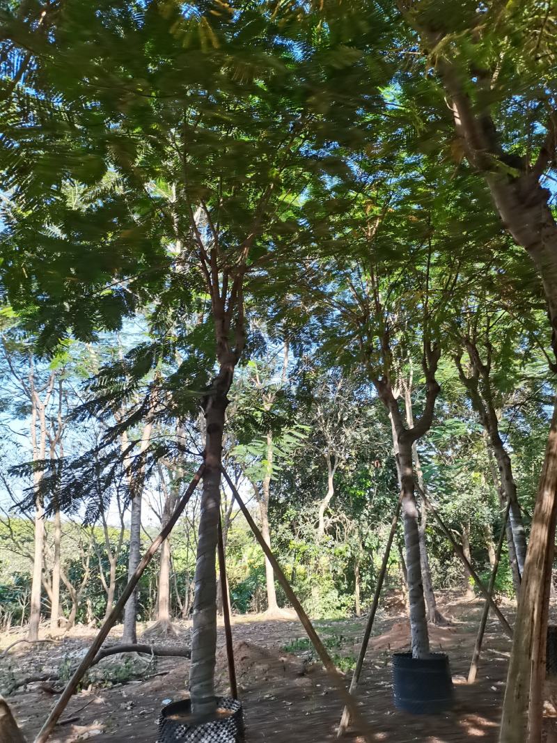 出售大量凤凰木小，中，大袋苗，5-30公分，需要老板联系
