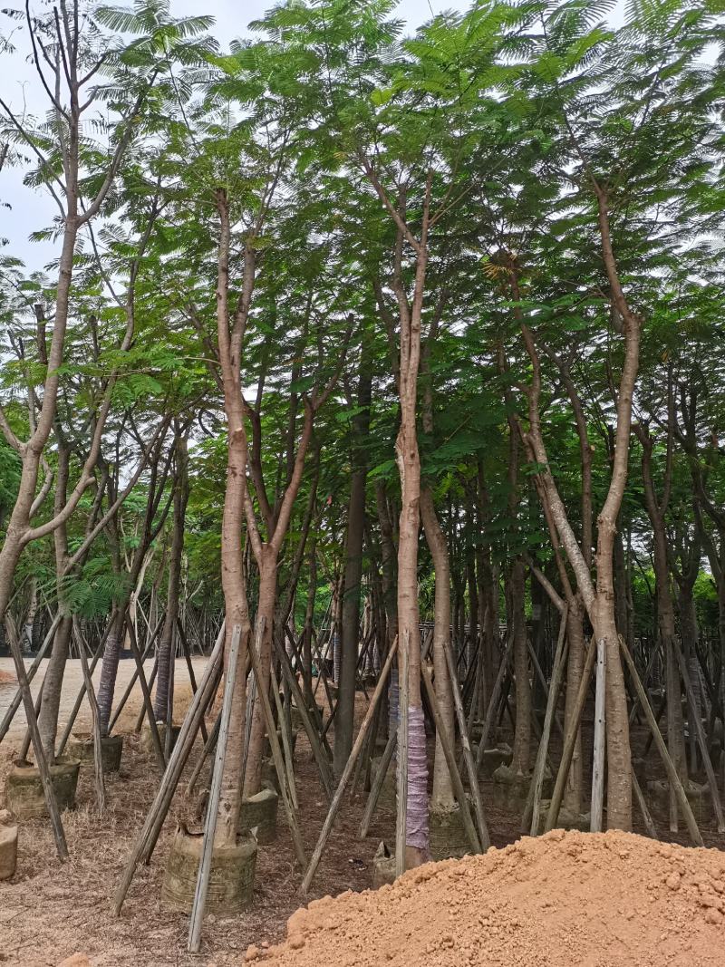 出售大量凤凰木小，中，大袋苗，5-30公分，需要老板联系